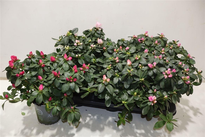 <h4>Rhodo Si Vogel Gem</h4>