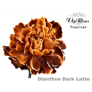 DI ST DARK LATTE