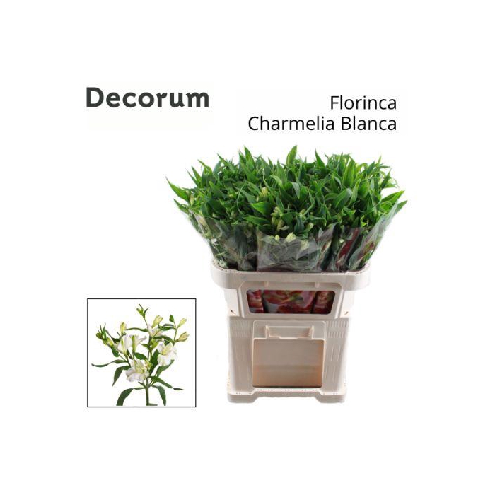 <h4>ALST FL CHARME BLANC</h4>