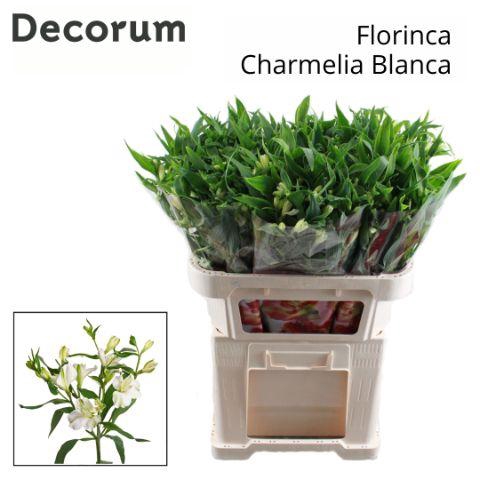 <h4>Alst Fl Charme Blanca Rek</h4>