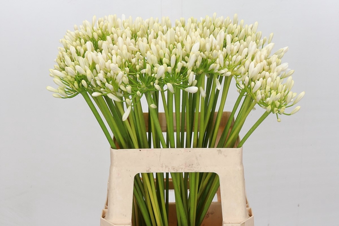 <h4>Agapanthus Gletsjer</h4>