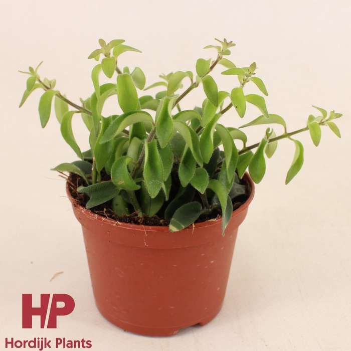 <h4>Aeschynanthus Twister P9cm</h4>