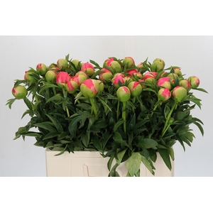 Paeonia Coral Sunset