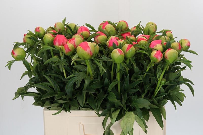 <h4>Paeonia Coral Sunset</h4>