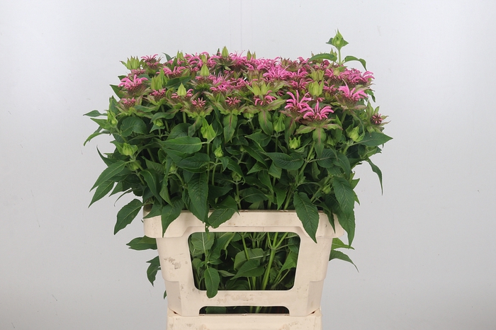 <h4>Monarda Pink</h4>