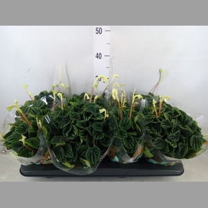 Peperomia caperata 'Lilian'