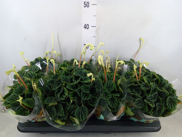 <h4>Peperomia caperata 'Lilian'</h4>