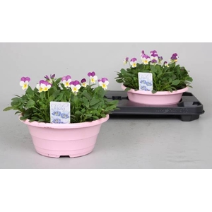 VIO CO P P PINK FACE