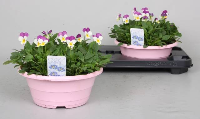 <h4>VIO CO P P PINK FACE</h4>