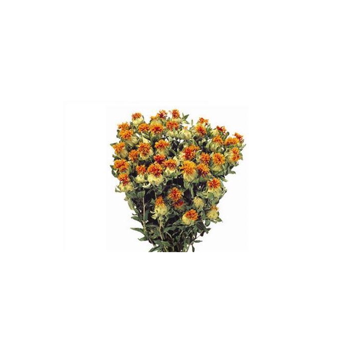 <h4>Bunch Carthamus Slv L60</h4>