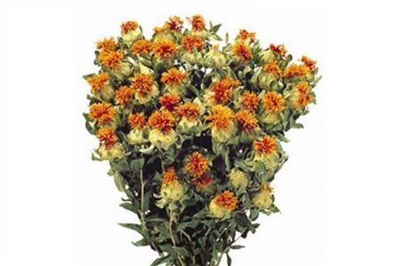 Bunch Carthamus Slv L60