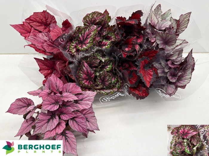 <h4>BEG BEL GEM</h4>