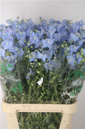 <h4>Delph En Ballkleid Pale Blue</h4>