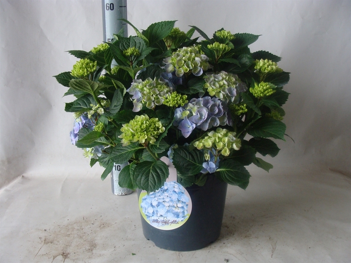 <h4>Hydrangea mac. 'Early'</h4>