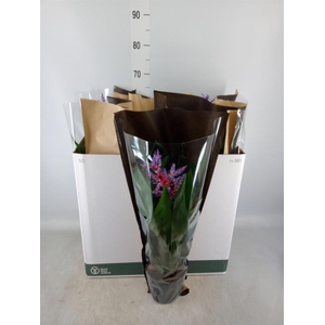 Aechmea  'Blue Rain'