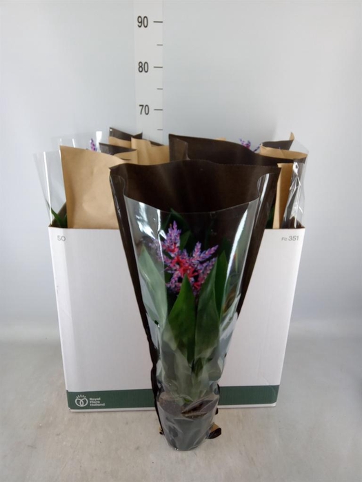 <h4>Aechmea 'Blue Rain'</h4>