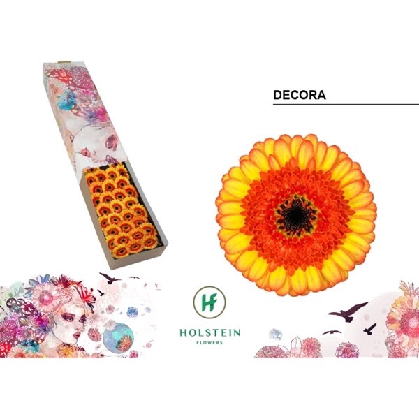 <h4>Ge Mi Decora Box</h4>