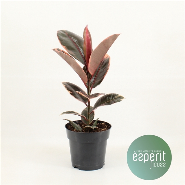 <h4>Ficus elastica Belize®</h4>