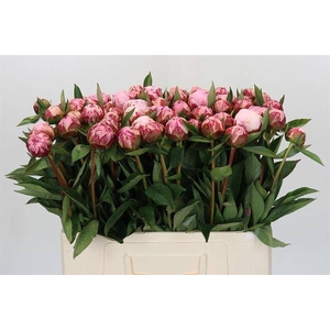 Paeonia sarah bernhardt
