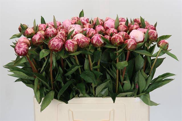 <h4>Paeonia sarah bernhardt</h4>