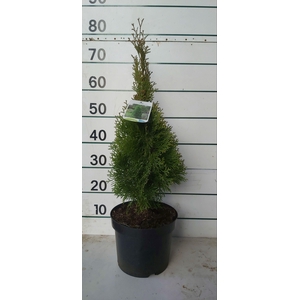 THUJA O SMARAGD