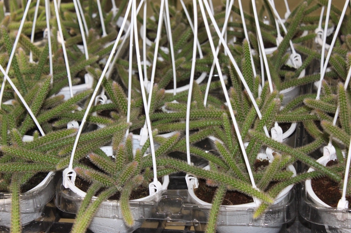 <h4>CACTUS RABO DE RATO C13</h4>