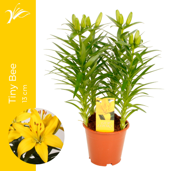 <h4>Lilium Tiny Bee 13 cm (az. lelie)</h4>