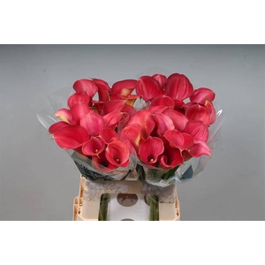Calla Aruna Kallaland