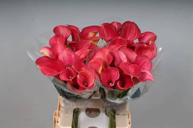<h4>Calla Aruna Kallaland</h4>