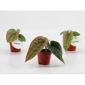 Anthurium Luxurians x Radicans