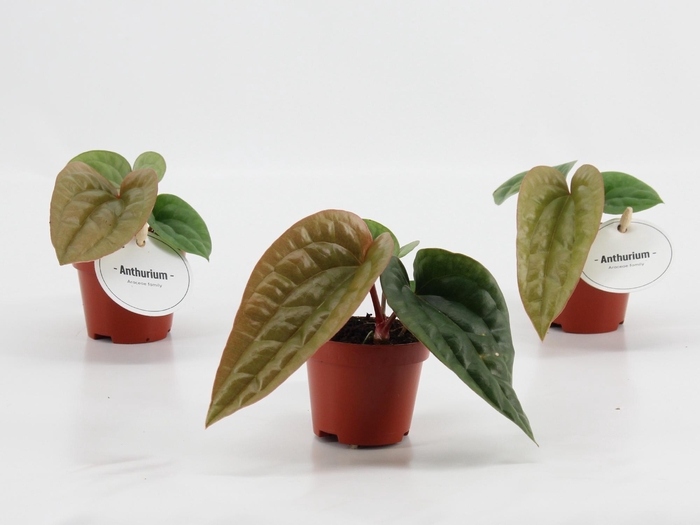 <h4>Anthurium Luxurians x Radicans</h4>