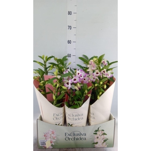 Dendrobium nob. 'SpringDre Kumiko'