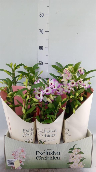 <h4>Dendrobium nob. 'SpringDre Kumiko'</h4>