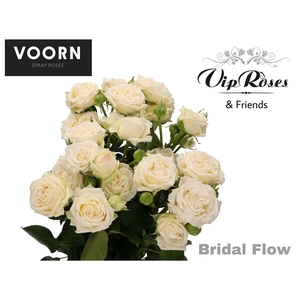 R TR BRIDAL FLOW