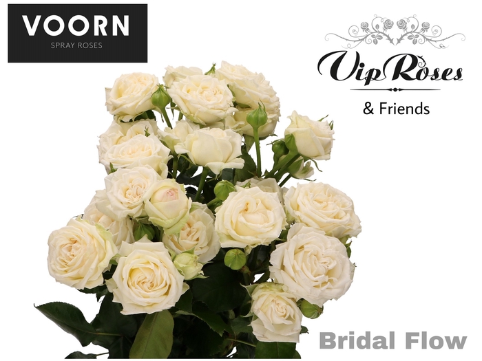 R TR BRIDAL FLOW