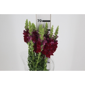 BOCA DE LEAO POTOMAC ROYAL 070 CM