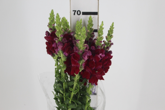 <h4>BOCA DE LEAO POTOMAC ROYAL 070 CM</h4>