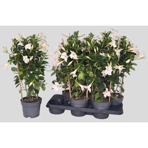 MANDE SUN WHITE
