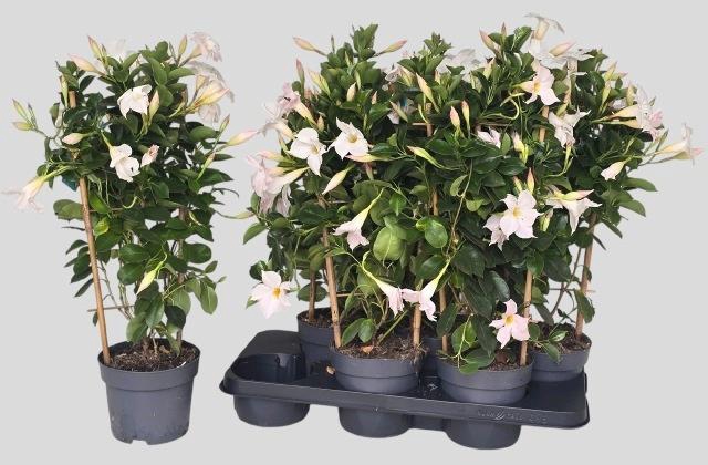 <h4>MANDE SUN WHITE</h4>
