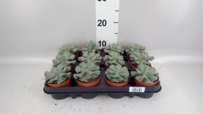 <h4>Echeveria ...</h4>