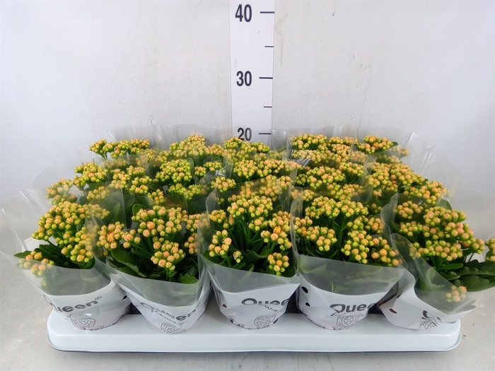 <h4>Kalanchoe  'RoseFlow Agnes'</h4>