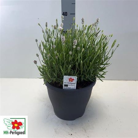 Lavan An Aroma White