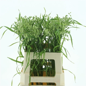 Briza Maxima