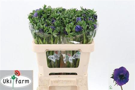 <h4>Anem Co Galil Blauw</h4>