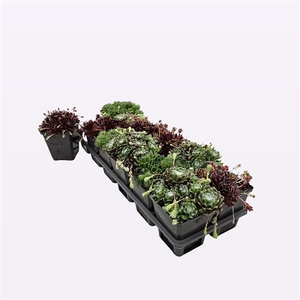 Sempervivum Mix