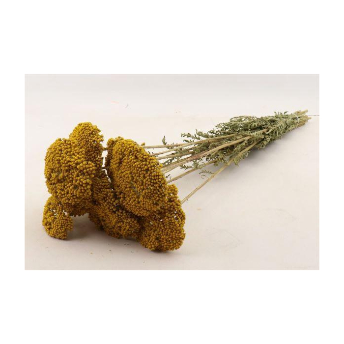 <h4>Bunch Achillea Slv 100g L60</h4>