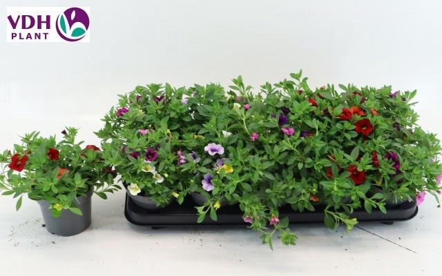 <h4>PERKPL GEM IN POT</h4>