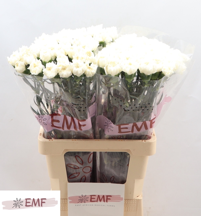 <h4>DI ST MONT BLANC</h4>