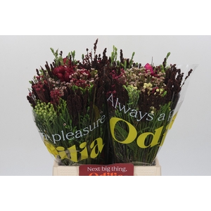 BQ Kaaps Groen African BQ