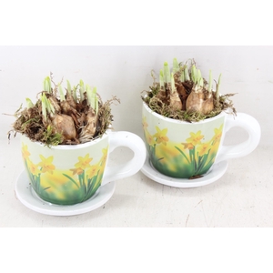 arr4 Narcis JS - Ker. narcis mok x6